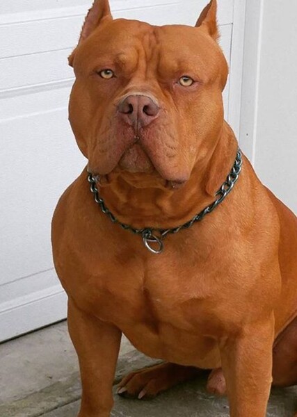 American Pit Bull Terrier