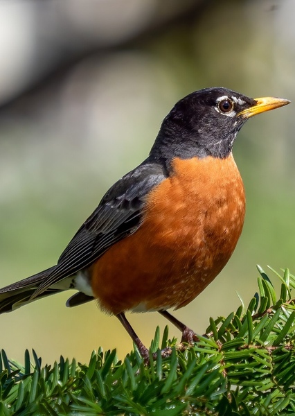 American Robin