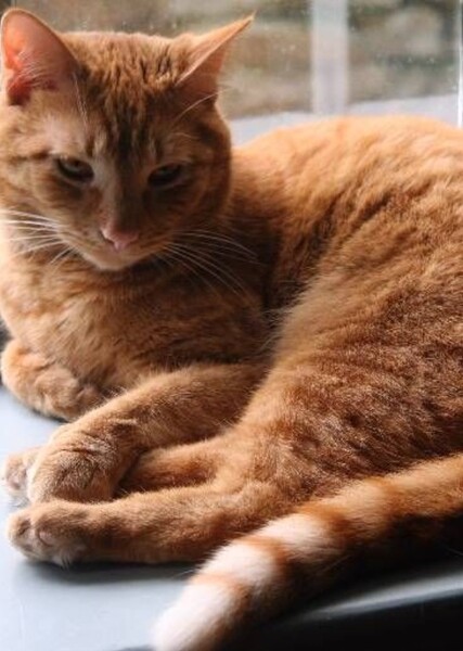 American Shorthair photo