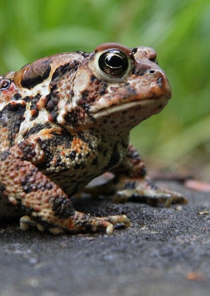 American Toad