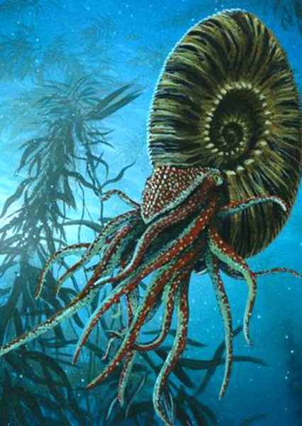 Ammonite photo