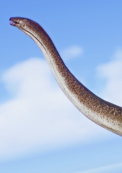 Amphicoelias photo