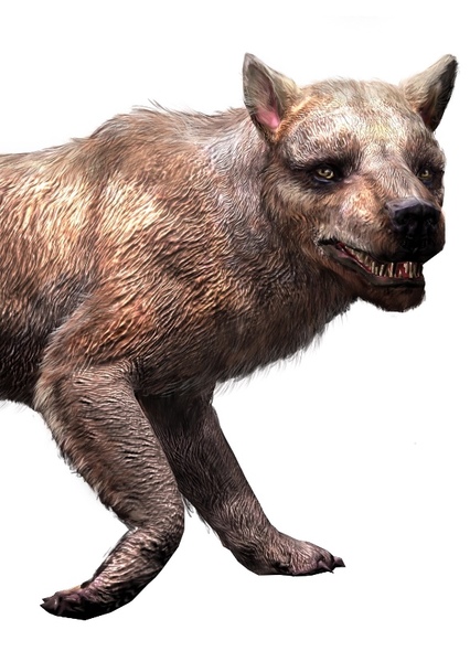 Amphicyon photo