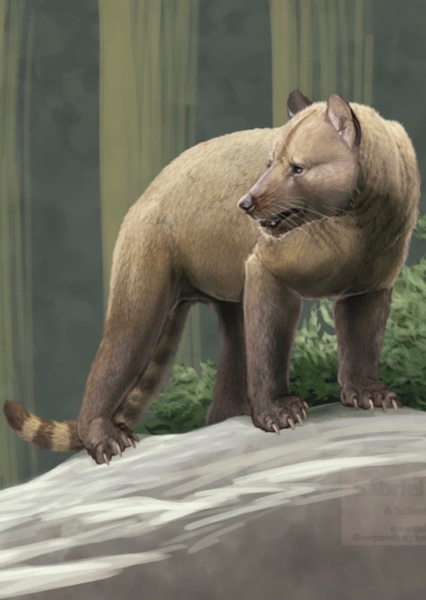 Amphicyon photo