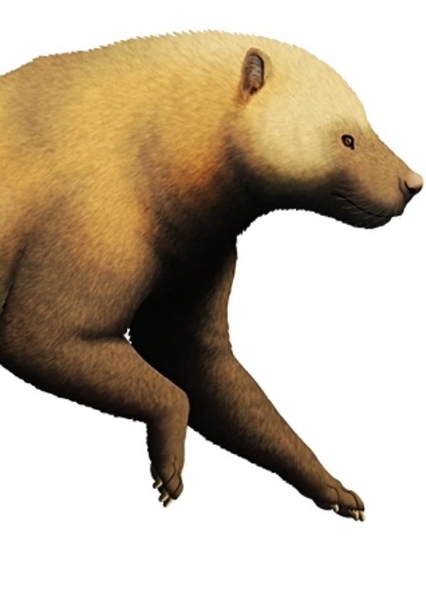Amphicyon photo