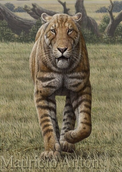Amphimachairodus