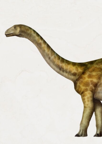 Amygdalodon photo