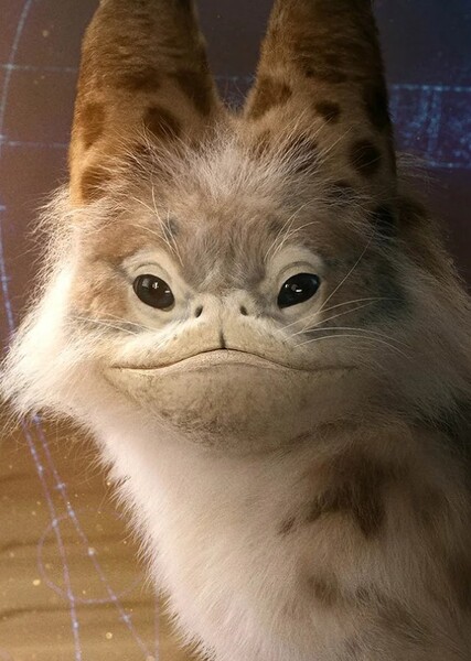 Korin