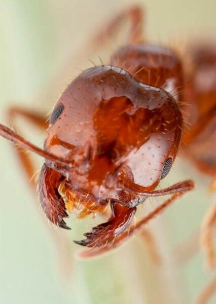 An Ant