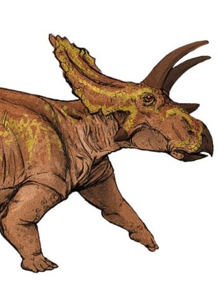 Anchiceratops
