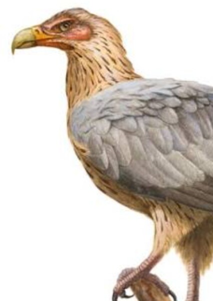 Anchigyps