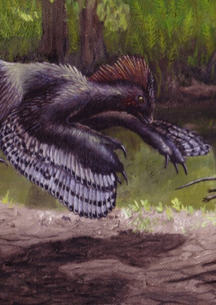 Anchiornis