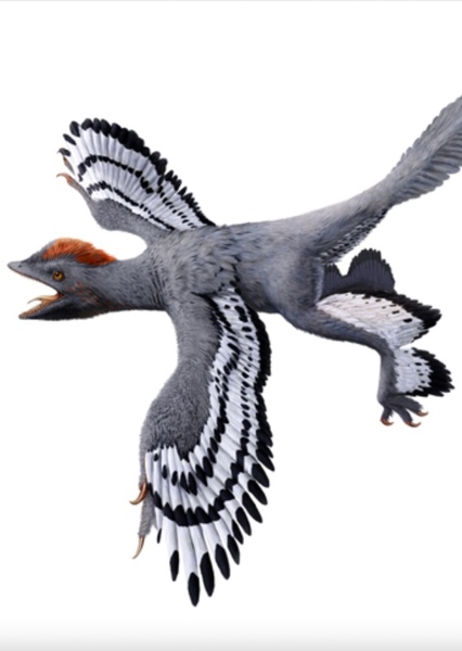 Anchiornis