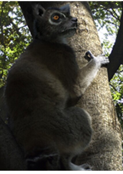 Anchomomys