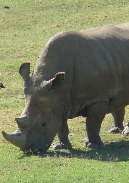 Angalifu the Rhinoceros