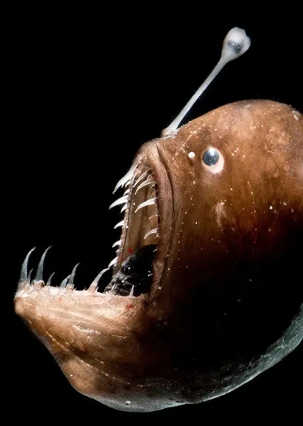 Anglerfish