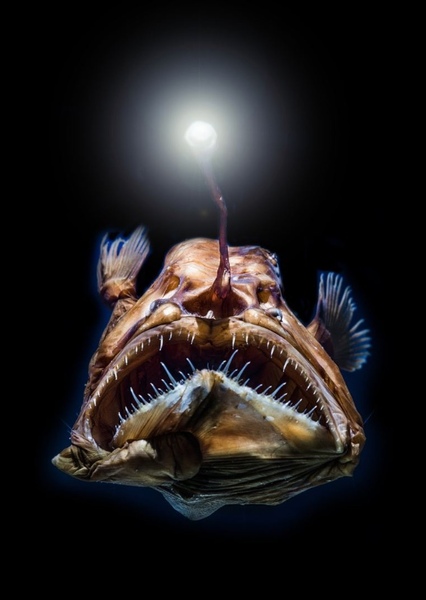 Anglerfish