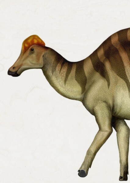 Angulomastacator