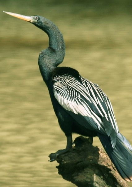 Anhinga