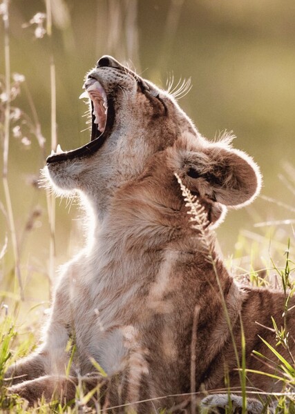 Animal-Acting photo