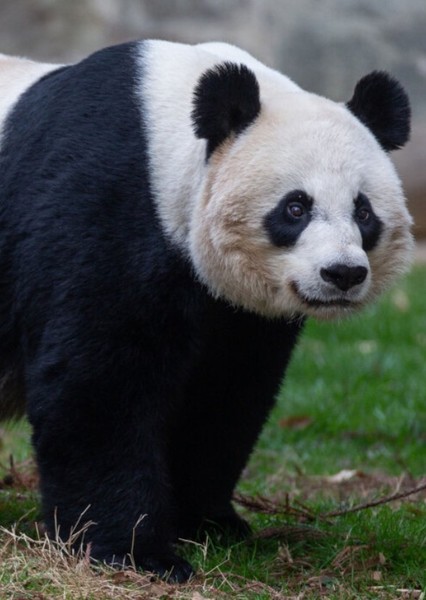 Animal character photo