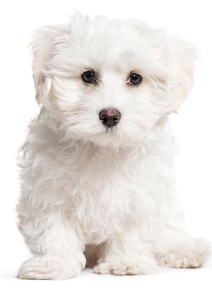 Animal character photo