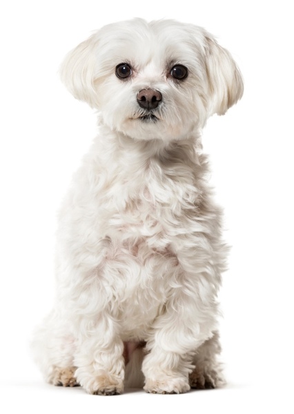 Animal character photo