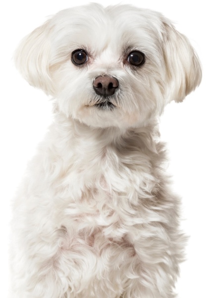 Animal character photo