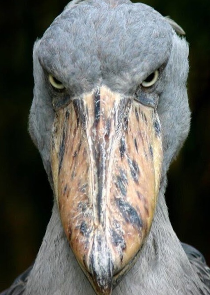 Animal character photo