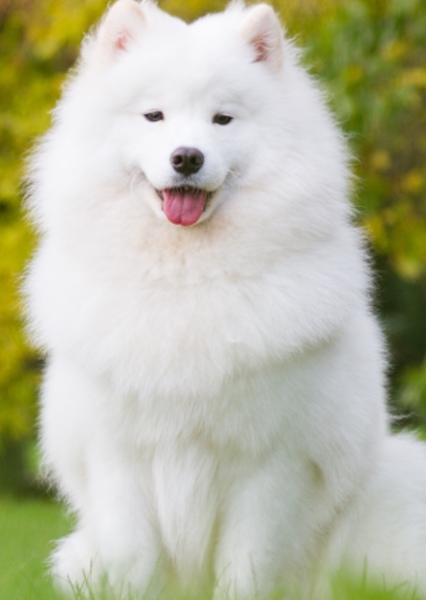Animal character photo