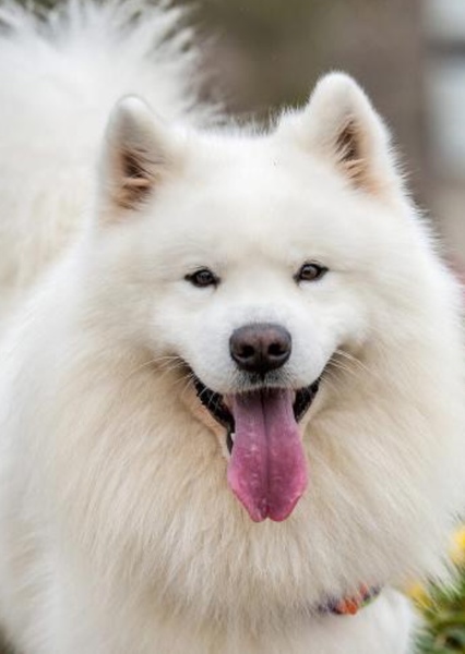Animal character photo
