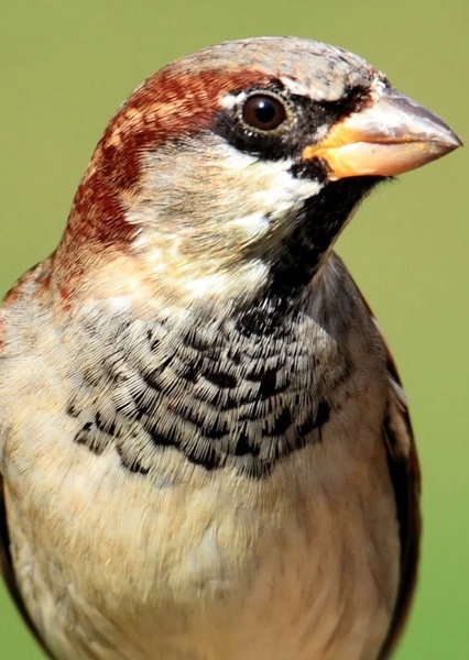 Animal character photo