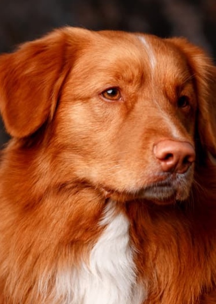 Animal character photo