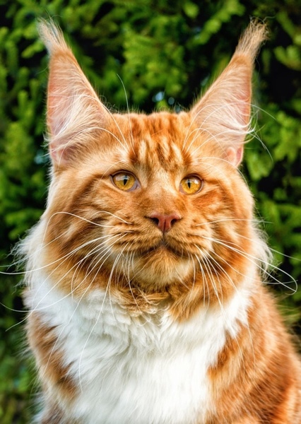 Animal character photo