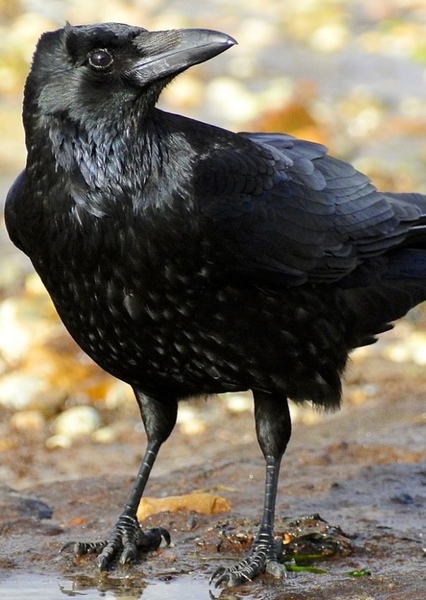 Animal character photo