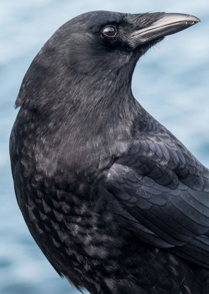 Animal character photo