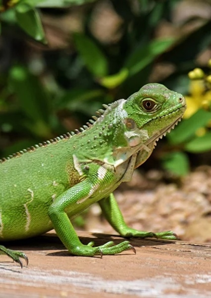 Animal character