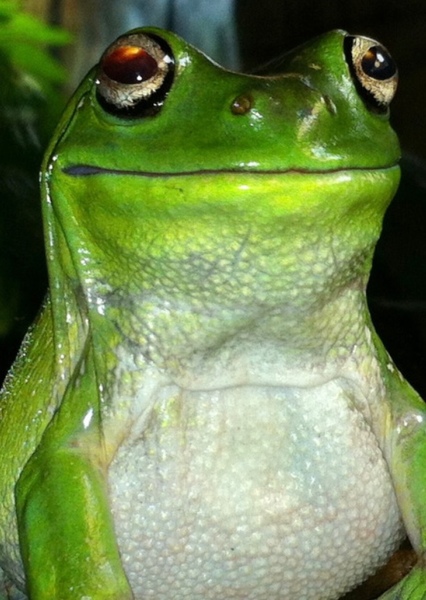 Animal character