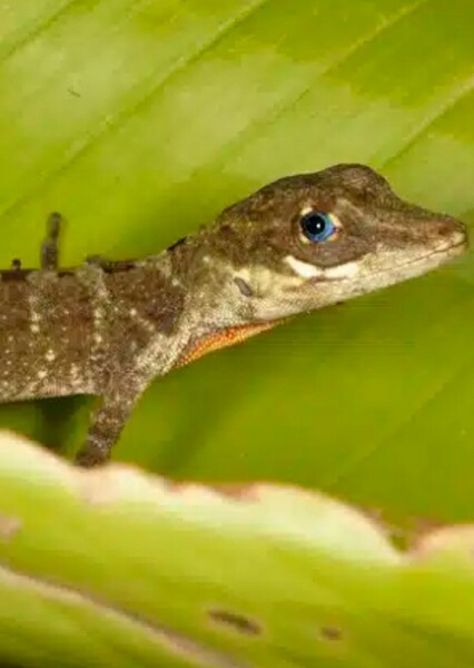 Anole photo