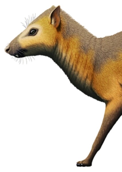 Antilohyrax