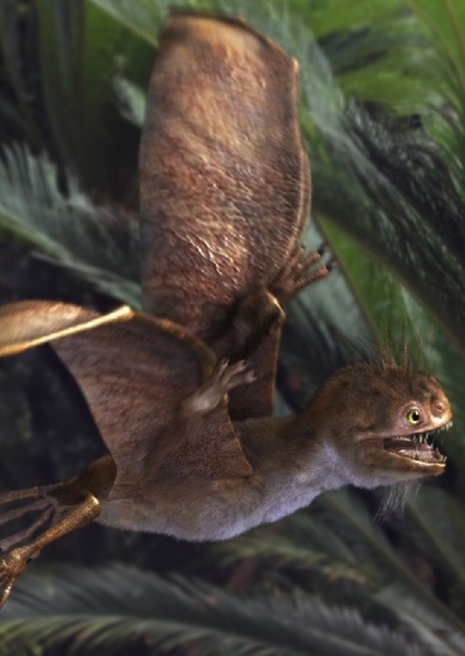 Anurognathus photo