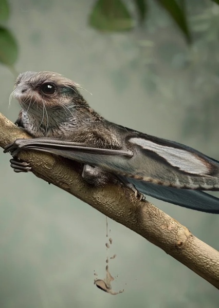 Anurognathus photo