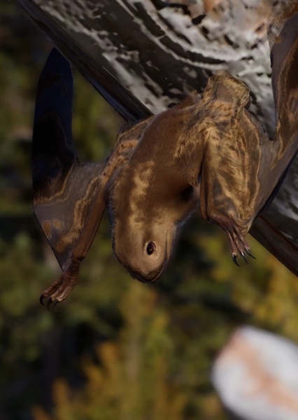 Anurognathus photo