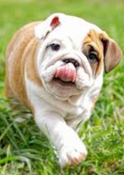 Any Dog photo