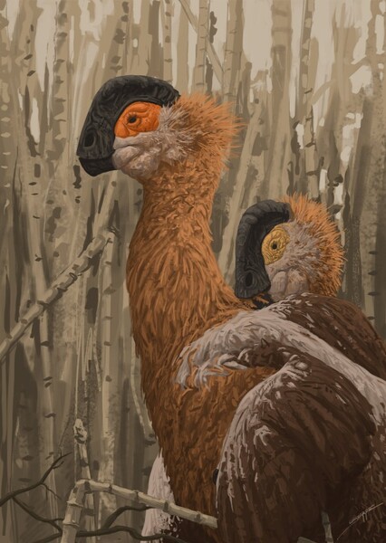 Apatoraptor