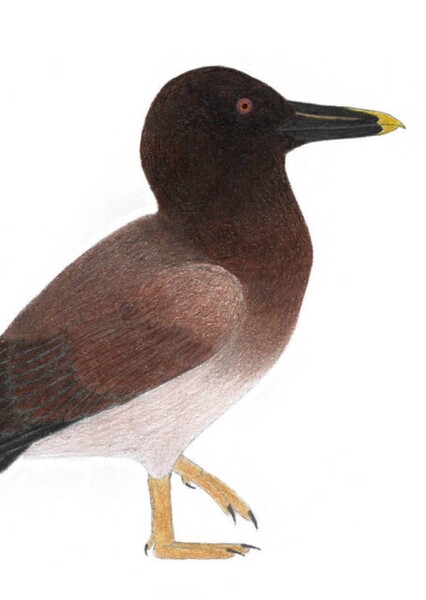 Apatornis