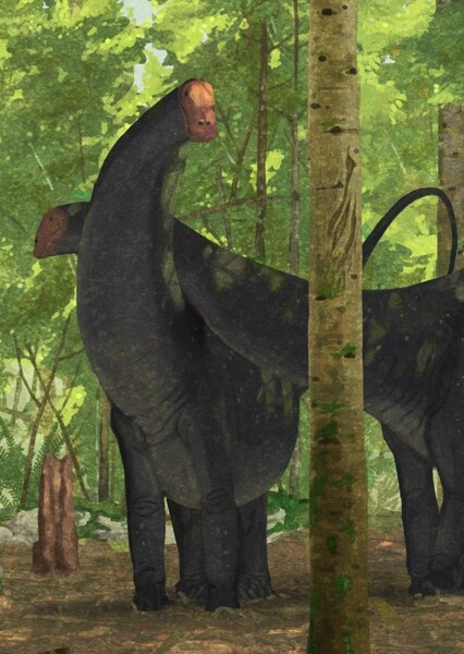 Apatosaurus photo