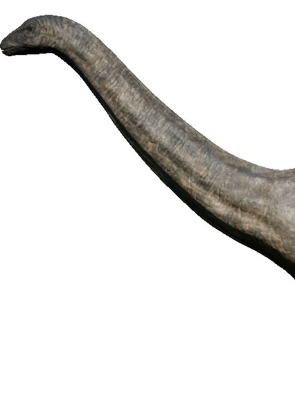 Apatosaurus photo