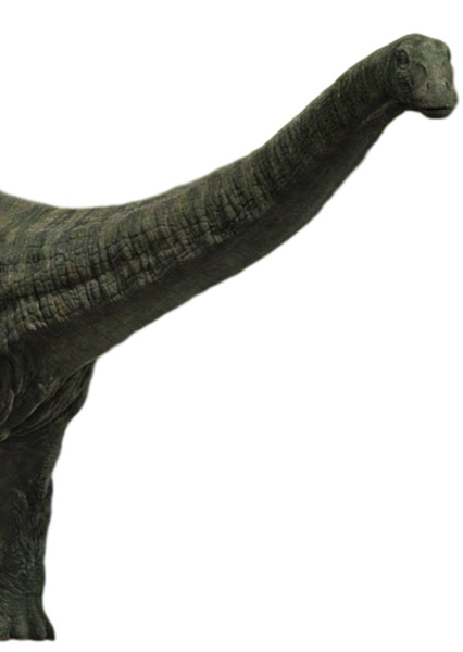 Apatosaurus photo
