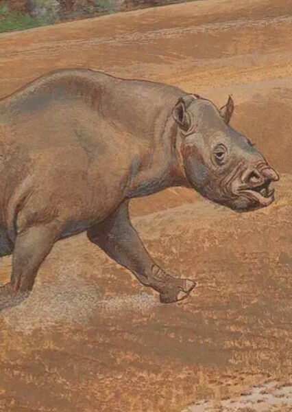 Aphelops
